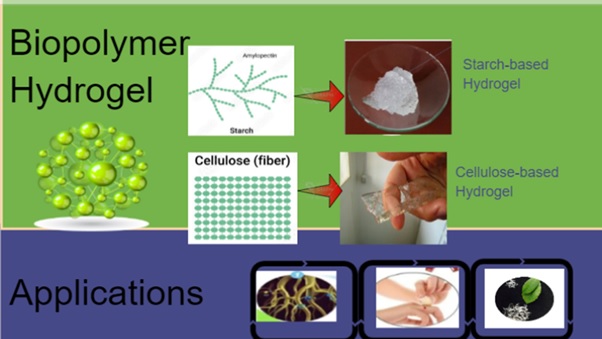 A Review on Starch and Cellulose-Enhanced Superabsorbent Hydrogel 