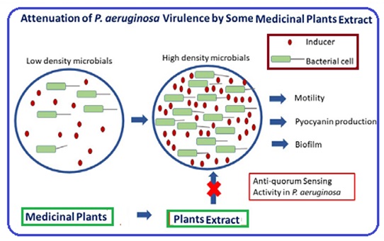 Natural Anti-Quorum Sensing agents againstPseudomonas aeruginosa 