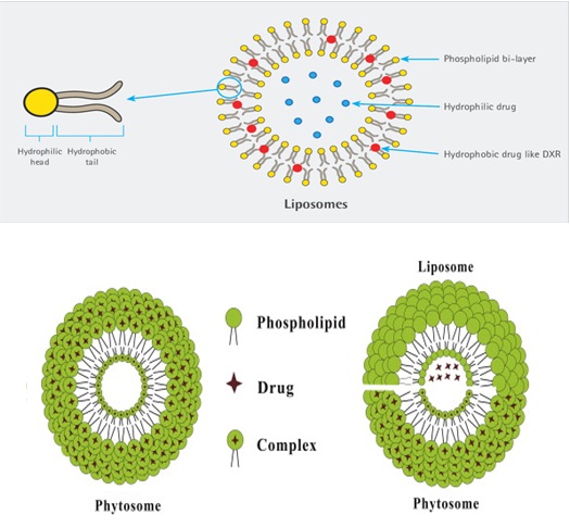 A Review on Phospholipid and Liposome Carriers: Synthetic Methods and Their Applications in Drug Delivery 