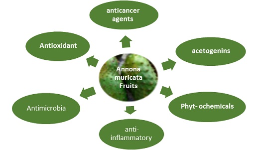 Review of Phytochemical and Medical Applications of Annona Muricata Fruits 