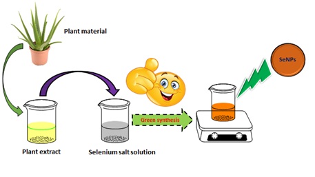 Plant Extract Assisted Eco-benevolent Synthesis of Selenium Nanoparticles- A Review on Plant Parts Involved, Characterization and Their Recent Applications 