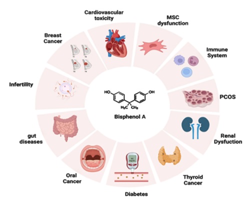 A Short Review on Effects of Bisphenol A and its Analogues on Endocrine System 