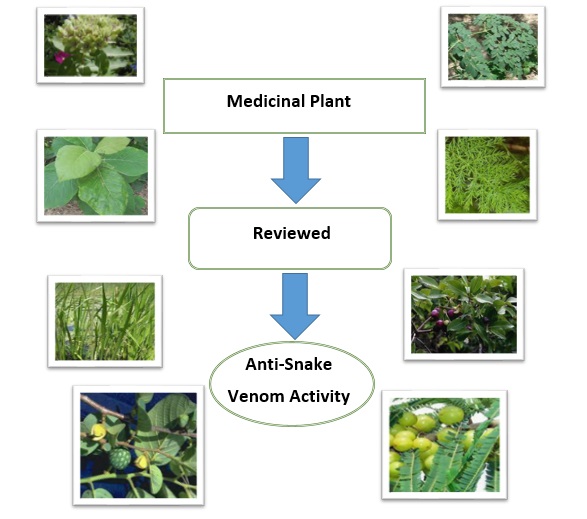 A Short Review on Plants Used as Anti-Snake Venom 